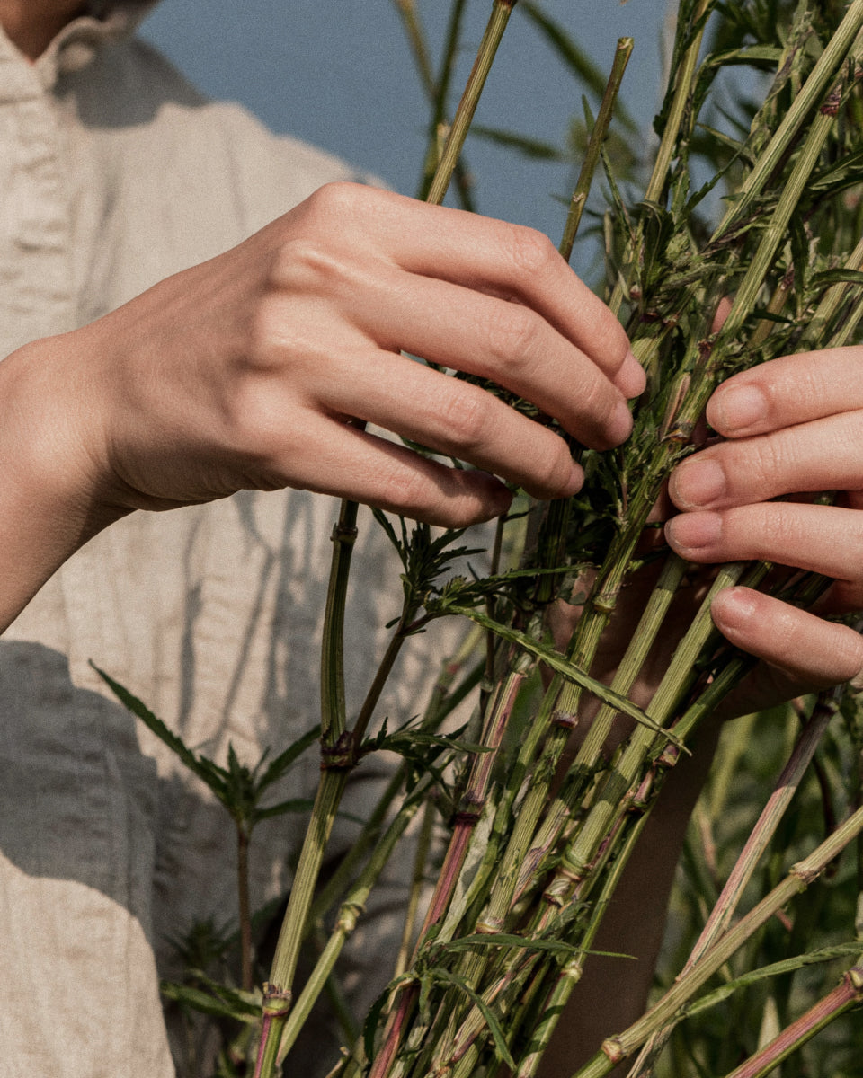 Person holding a bundle of hemp stalks
